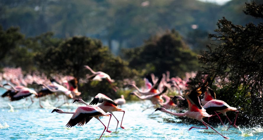 Seeing flamingos in flight at Lake Naivasha is just divine. © Shutterstock