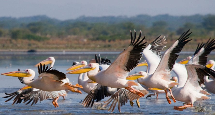 Lake Naivasha's pelican population is worthy of a visit. © Shutterstock
