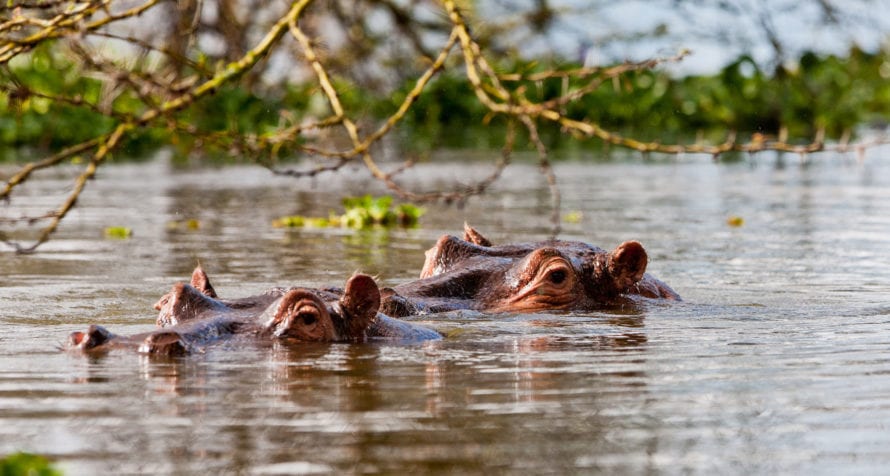 Hippos lurk in the waters of Lake Naivasha. © Shutterstock