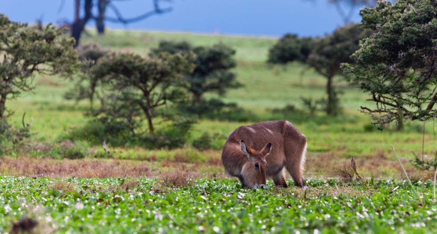 Water-loving waterbuck are at home at Lake Naivasha. © Shutterstock
